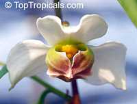 Mitrephora wangii, Mitrephora

Click to see full-size image