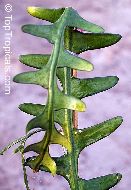 Cryptocereus anthonyanus, Selenicereus anthonyanus, Anthonys Rick-Rack, Zig-Zag Cactus, Fishbone Orchid Cactus