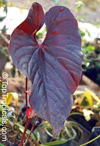 Anthurium sp., Tail Flower

Click to see full-size image