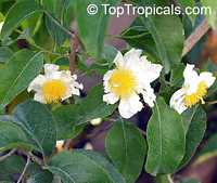 Oncoba spinosa, Fried Egg Tree, Snuff-box Tree

Click to see full-size image
