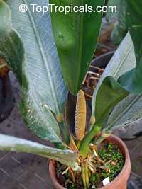 Anthurium coriaceum, Pothos coriacea, Paddle-leaf Anthurium 

Click to see full-size image