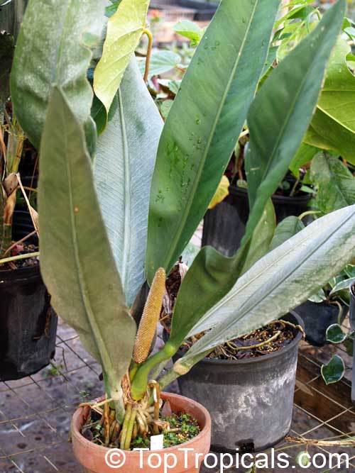 Anthurium coriaceum, Pothos coriacea, Paddle-leaf Anthurium 