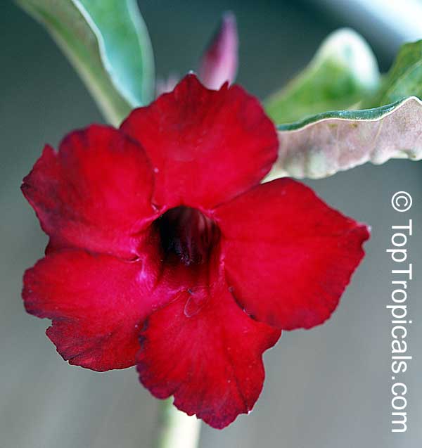 Adenium obesum, Desert Rose, Impala Lily. Adenium obesum Red Sing