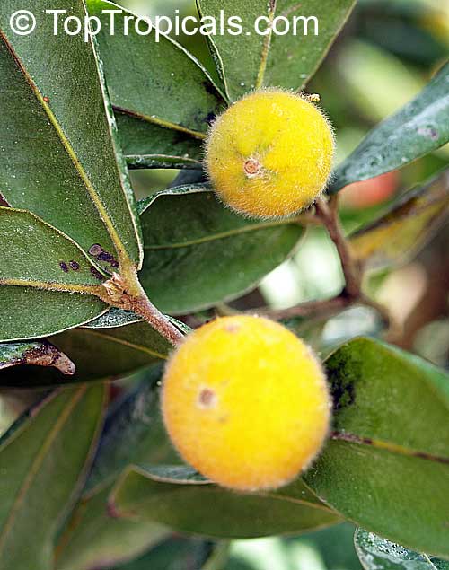 Eugenia cabelluda (Plinia glomerata) - Yellow Jaboticaba