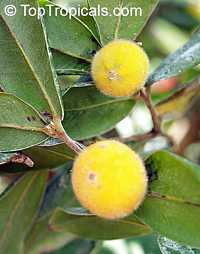 Eugenia cabelluda (Plinia glomerata) - Yellow Jaboticaba

Click to see full-size image