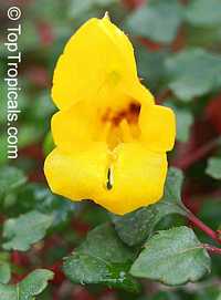 Impatiens repens, Balsam, Busy Lizzie

Click to see full-size image