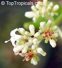 Psychotria ipecacuanha, Cephaelis ipecacuanha, Ipecacuanha

Click to see full-size image