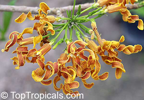 Strophanthus boivinii, Wood Shaving Flower