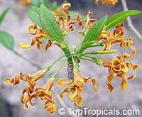 Strophanthus boivinii, Wood Shaving Flower

Click to see full-size image