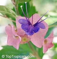 Holmskioldia taitensis, Holmskoldia tettensis, Karomia speciosa , Tahitian Hat

Click to see full-size image