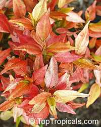 Acalypha Inferno, Flame Copper leaf

Click to see full-size image