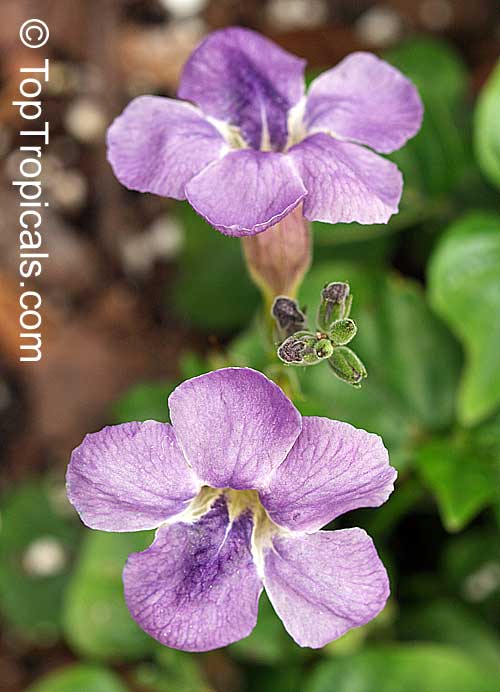 Asystasia gangetica, Chinese Violet, Creeping Foxglove, Ganges Primrose. Asystasia 'Purple Primrose'