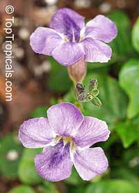 Asystasia gangetica, Chinese Violet, Creeping Foxglove, Ganges Primrose

Click to see full-size image