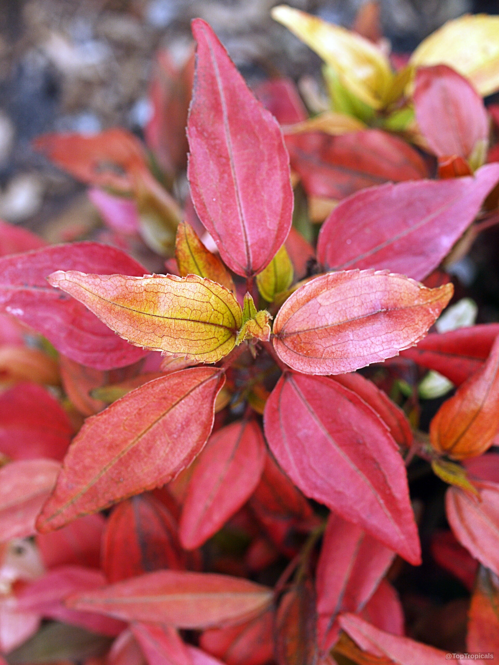 Acalypha (Flame Copper leaf) 'Inferno' showing vibrant red leaves with distinct veins and pointed edges Acalypha (Flame Copper leaf) 'Inferno' red leaves close up with pointed tips on stems