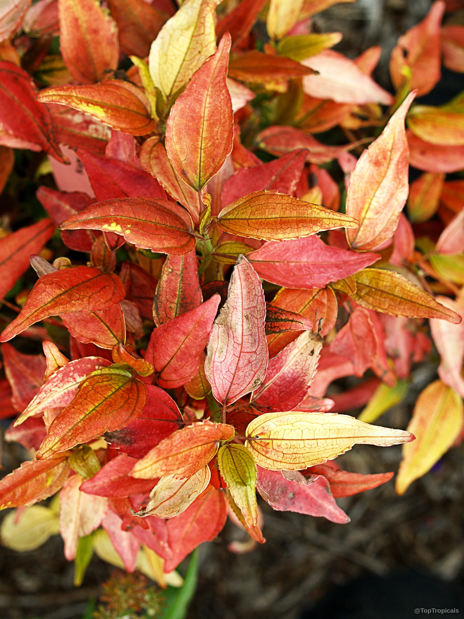 Acalypha sp. (Flame Copper leaf) 'Inferno' with narrow, pointed orange and red foliage. Acalypha sp. (Flame Copper leaf) 'Inferno' with pointed orange red leaves in close up.