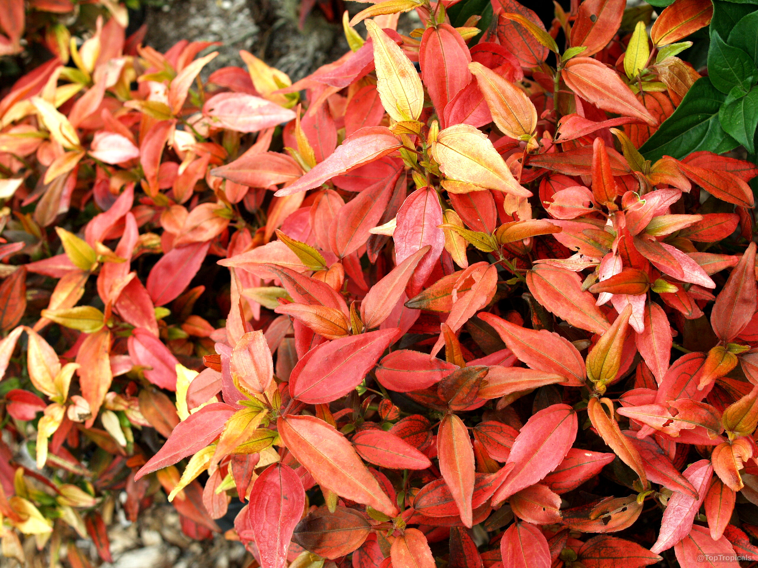 Acalypha sp. (Flame Copper leaf) 'Inferno' foliage dense with red and orange tones. Acalypha sp. (Flame Copper leaf) 'Inferno' red orange plant with many dense narrow leaves.
