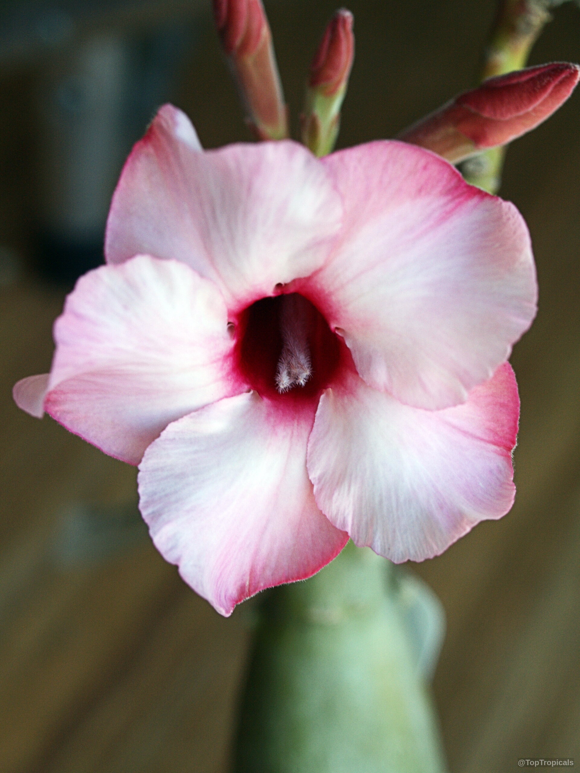 Adenium obesum (Desert Rose) flower with soft pink petals and a deep red throat center. Adenium obesum (Desert Rose) pink flower close up with soft rounded petals and red throat.