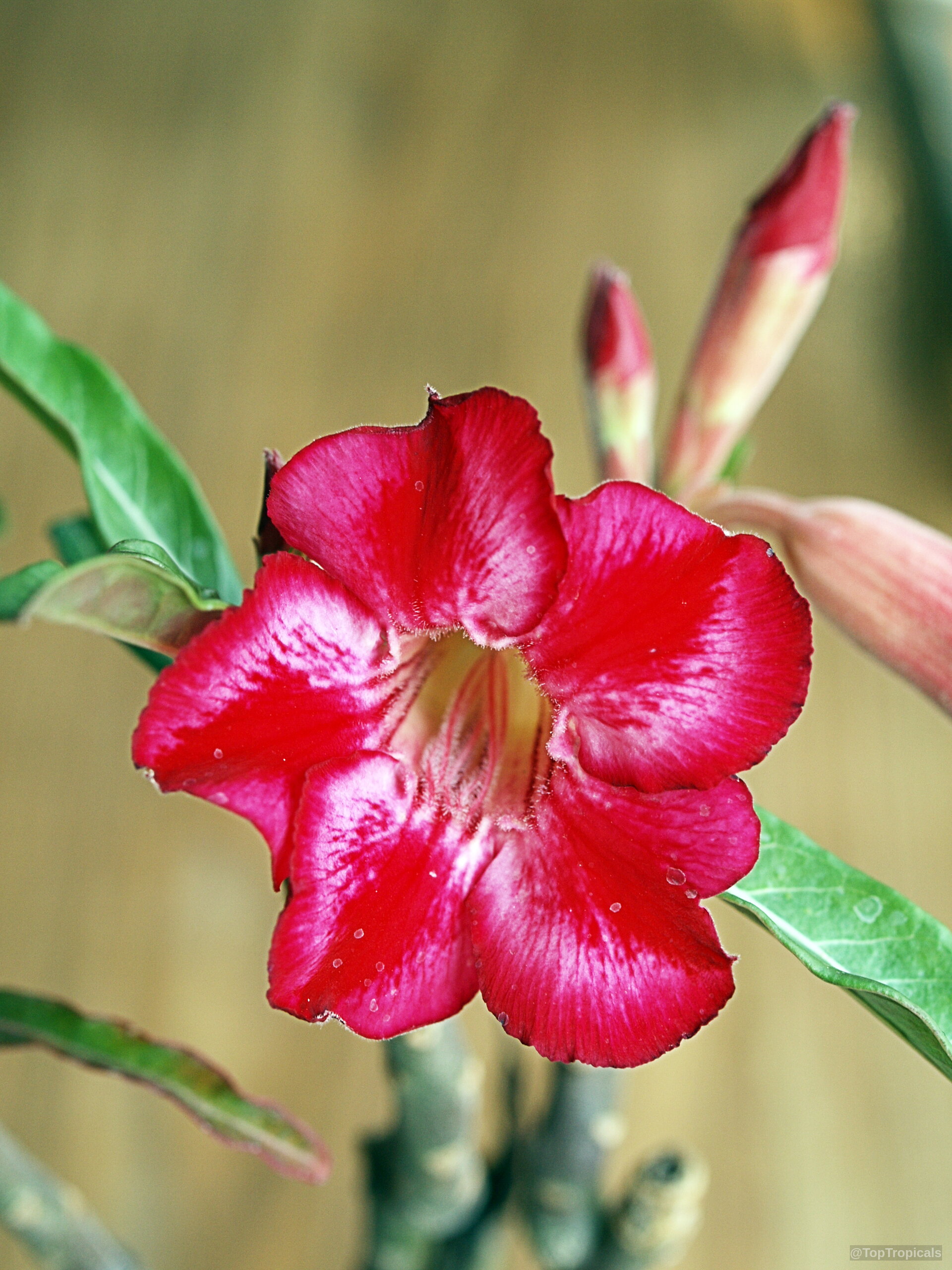 Adenium obesum (Desert Rose) red flower with five petals and buds on the stem. Adenium obesum (Desert Rose) red flower close up with green leaves on branch