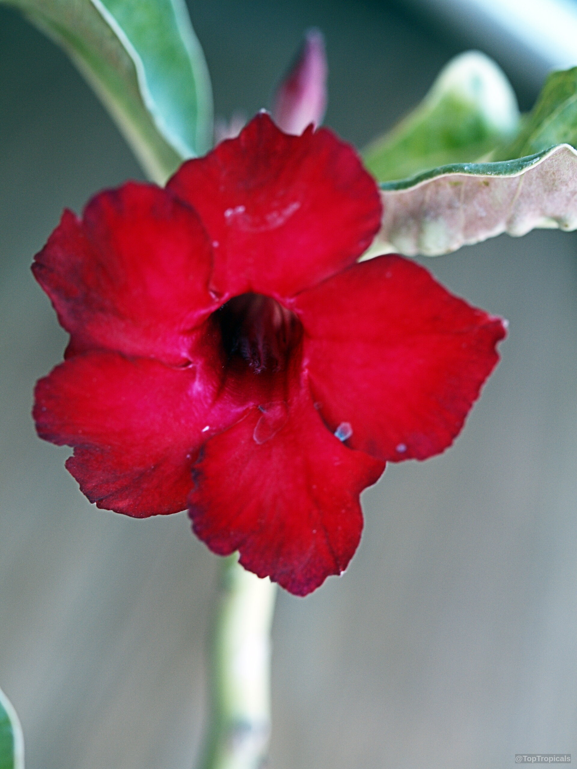 Adenium obesum (Desert Rose) deep red flower with rounded petals captured in a close up. Adenium obesum (Desert Rose) red flower close up showing velvety texture and deep center throat.