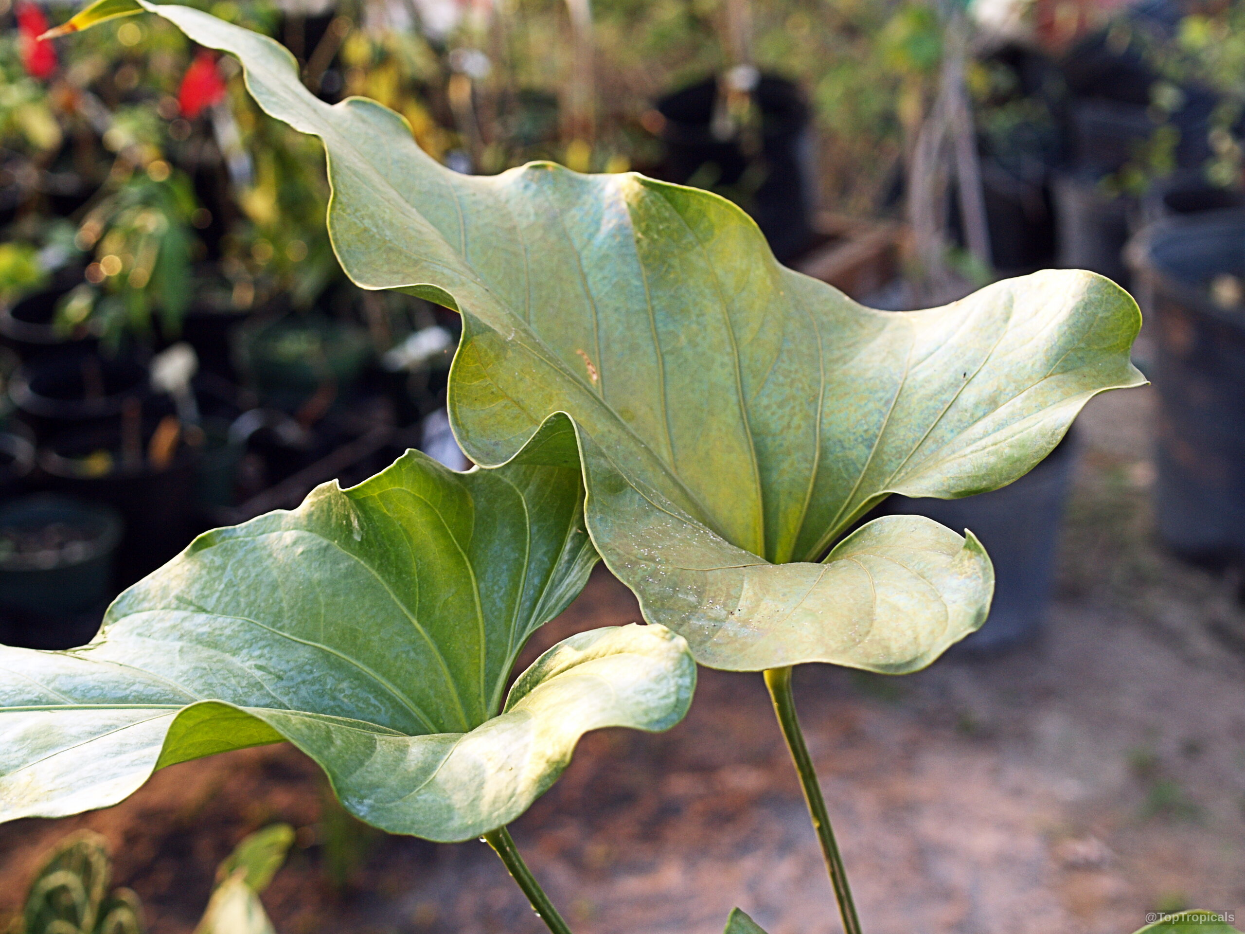 Anthurium watermaliense (Black Anthurium) leaves showing the unique rippled edges and distinct veins of this plant. Anthurium watermaliense (Black Anthurium) with large green wavy leaves in a close up view.