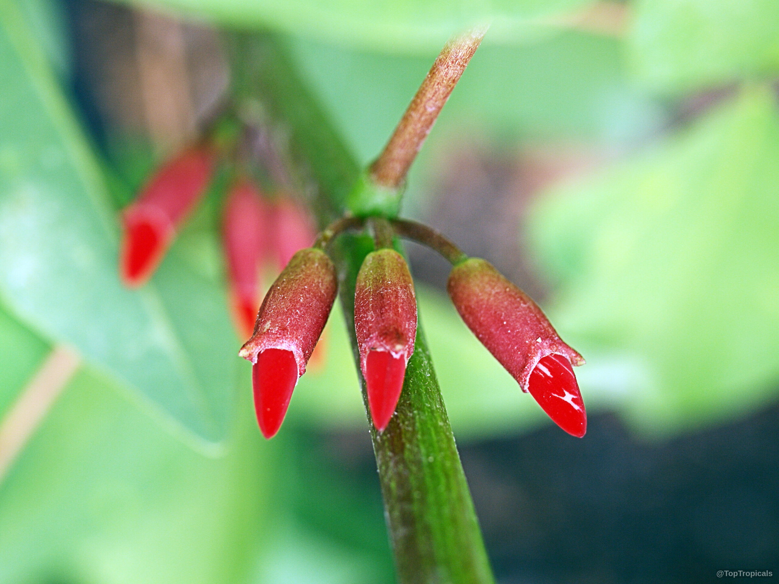 Erythrina bidwillii (Indian Coral Tree) with elongated red flower buds attached to a green stem. Erythrina bidwillii (Indian Coral Tree) red flower close up on a green plant stem.