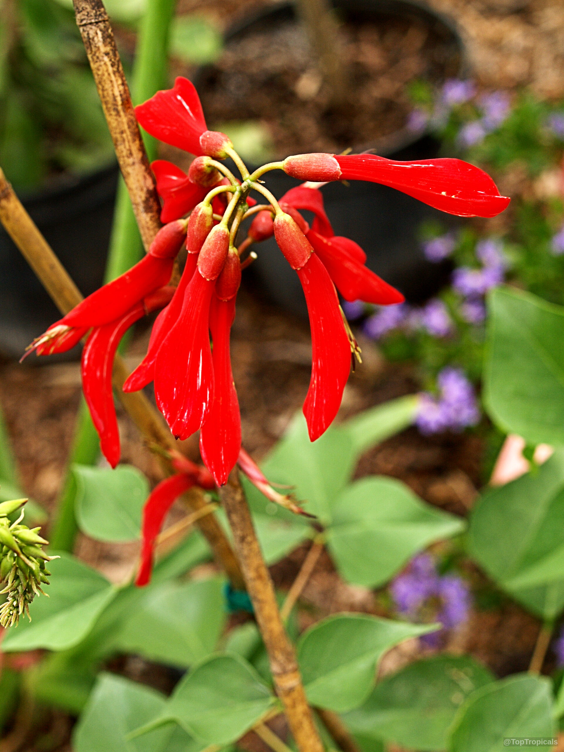 Erythrina bidwillii (Indian Coral Tree) with narrow red petals clustered on a thin wooden stem Erythrina bidwillii (Indian Coral Tree) red flower close up on a slender woody branch
