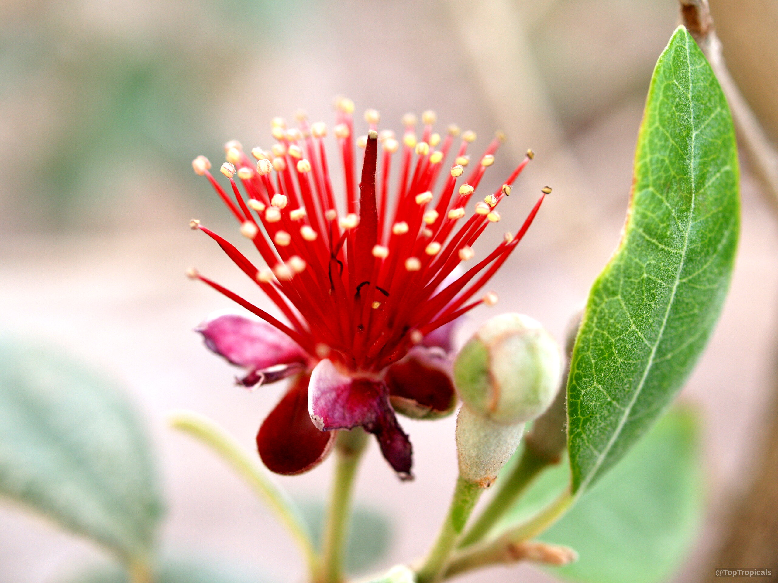 Feijoa sellowiana (Feijoa) flower with long red filaments and yellow anthers alongside a green bud. Feijoa sellowiana (Feijoa) red flower close up with yellow anthers on thin delicate stems