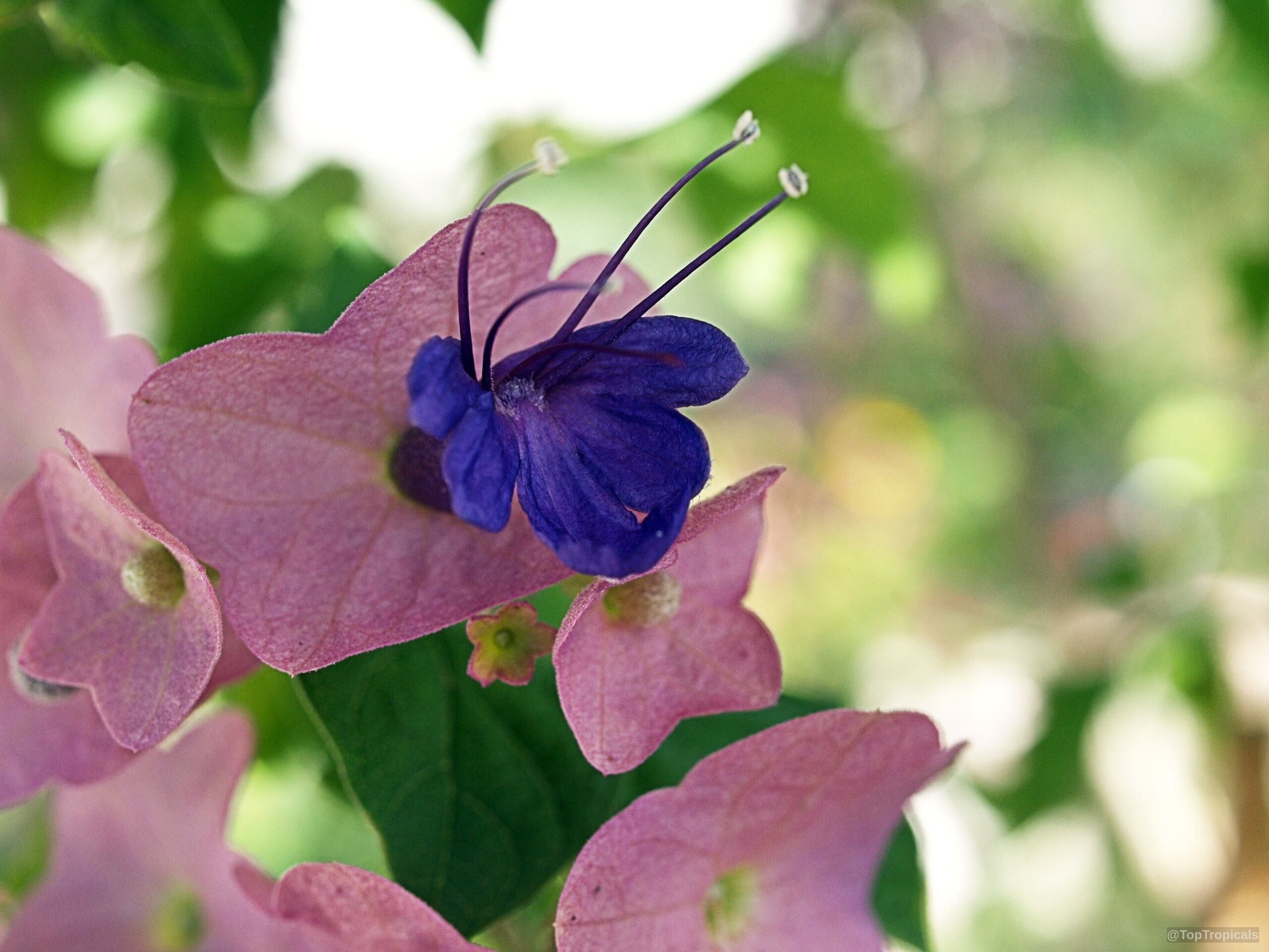 Holmskioldia taitensis (Tahitian Hat) with pink petals and a deep purple, curved inner flower. Holmskioldia taitensis (Tahitian Hat) pink flower and deep purple center in close up.