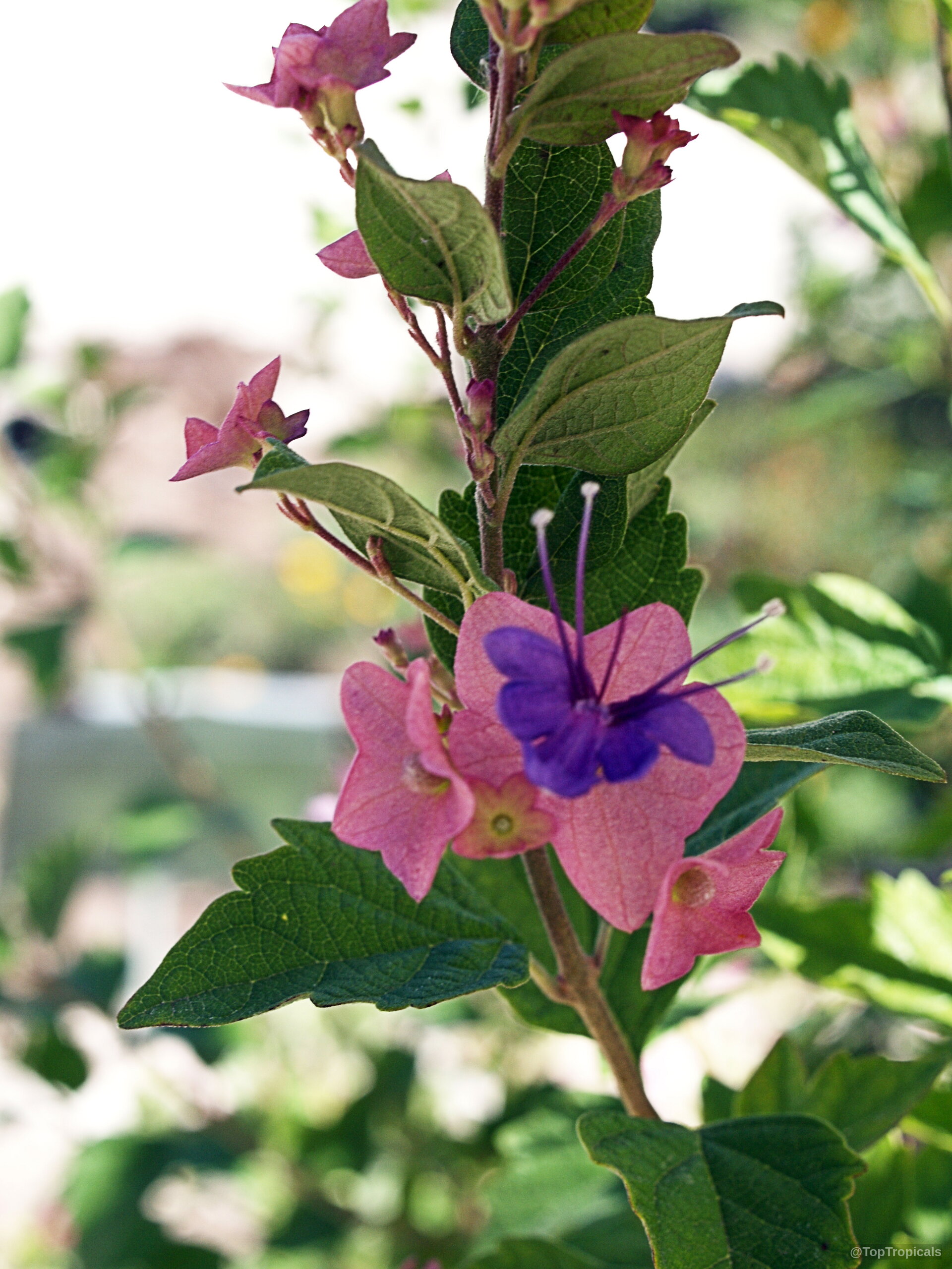 Holmskioldia taitensis (Tahitian Hat) with soft pink petals and deep purple centers on a branch. Holmskioldia taitensis (Tahitian Hat) pink and purple flower on a branch, close up view