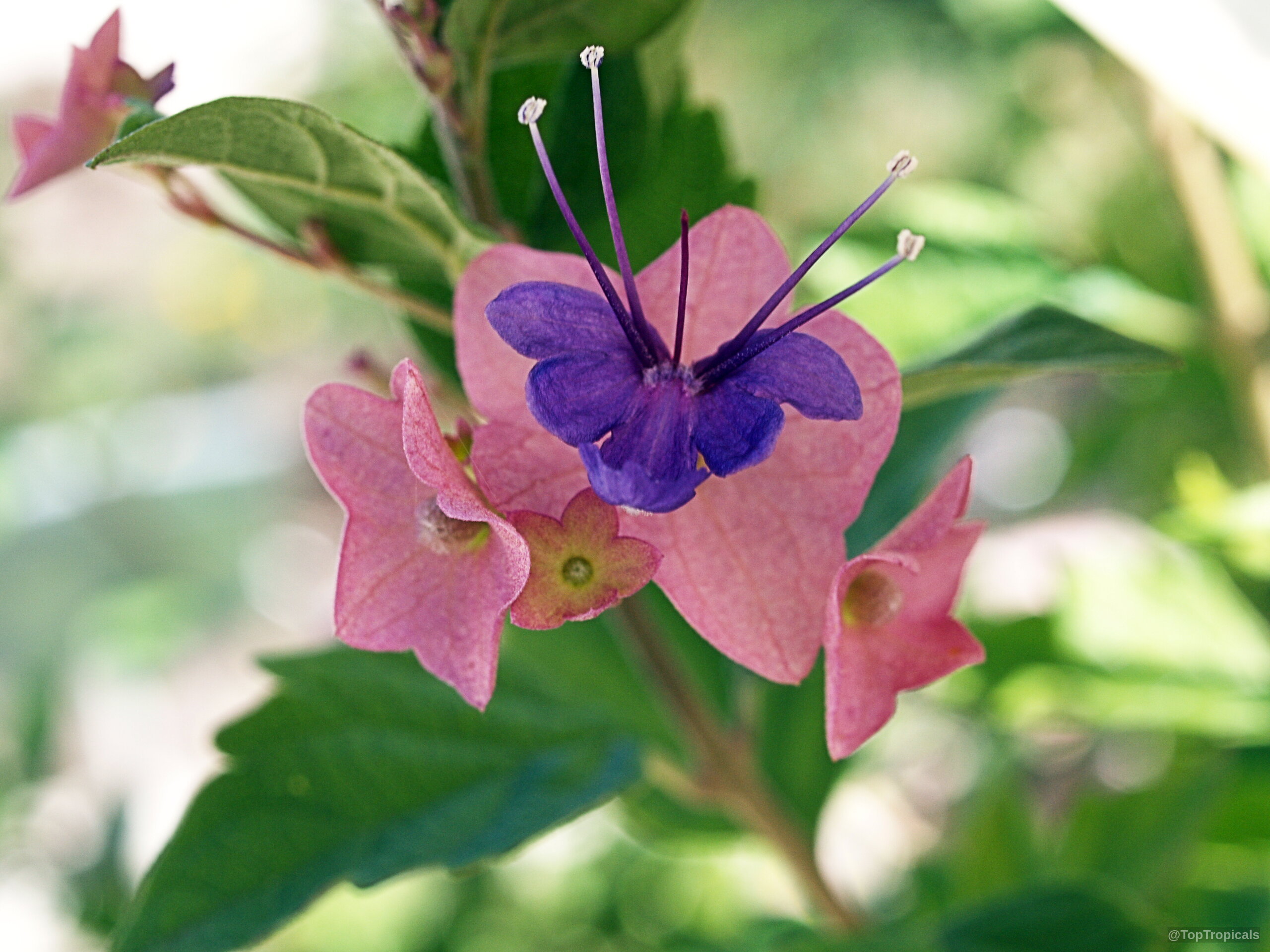 Holmskioldia taitensis (Tahitian Hat) showing detailed pink bracts and a central deep purple flower. Holmskioldia taitensis (Tahitian Hat) pink purple flower close up
