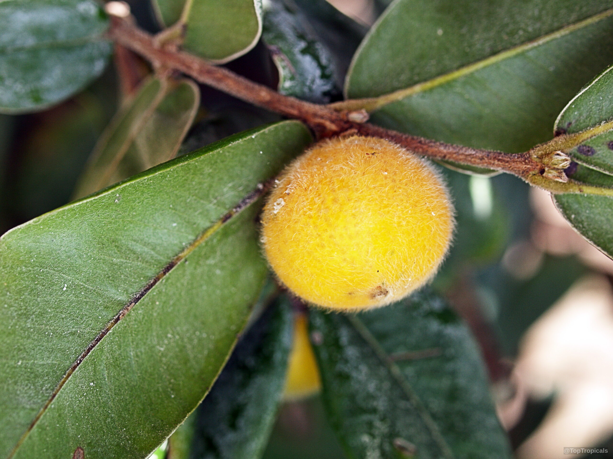 Myrciaria glomerata (Cabelluda) yellow fuzzy fruit with thick green foliage on a woody branch. Myrciaria glomerata (Cabelluda) yellow round fuzzy fruit close up on dark green leaves.