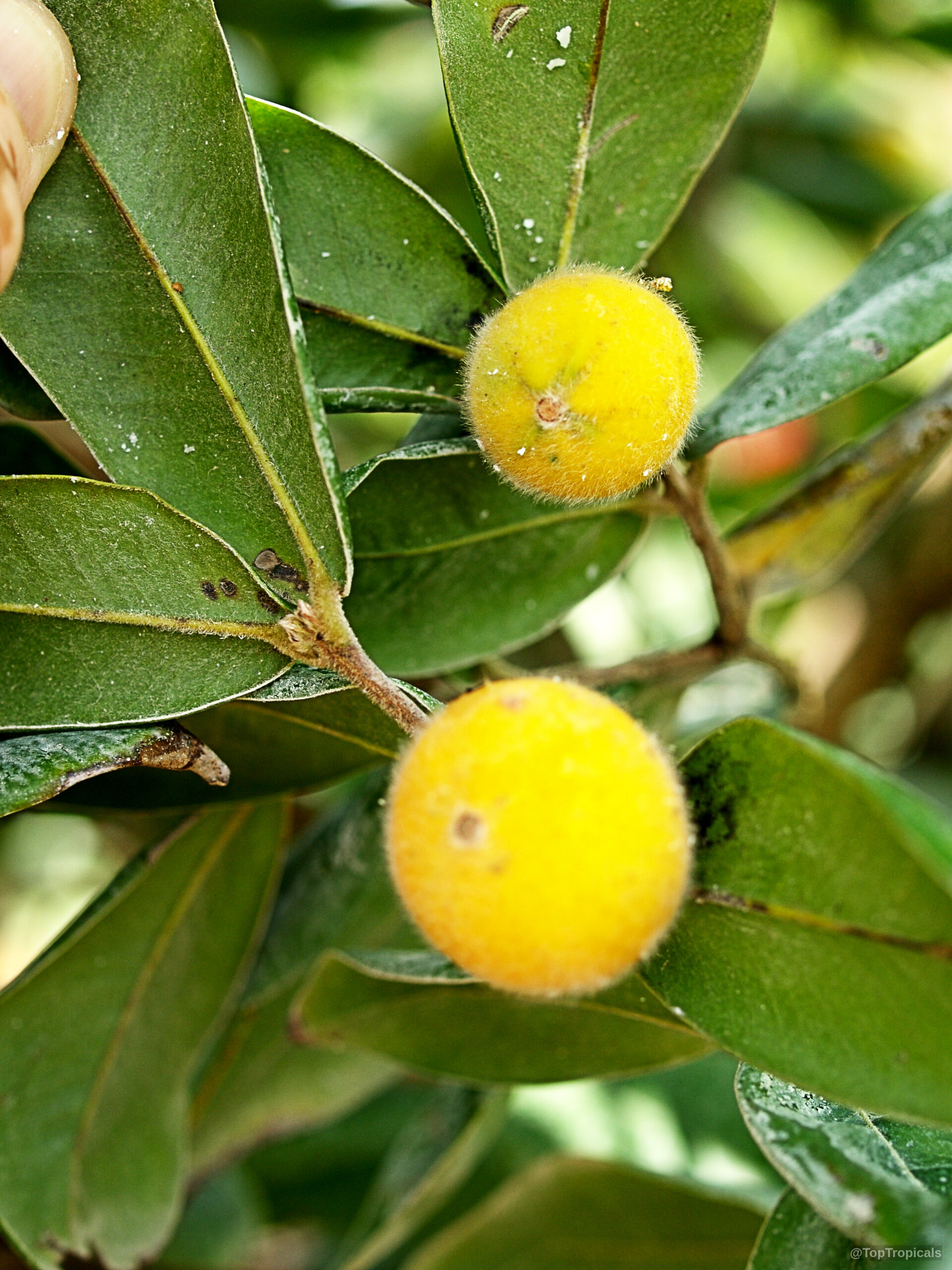 Myrciaria glomerata (Cabelluda) with two yellow fuzzy round fruit among thick green leaves Myrciaria glomerata (Cabelluda) yellow fuzzy fruit close up on a green branch