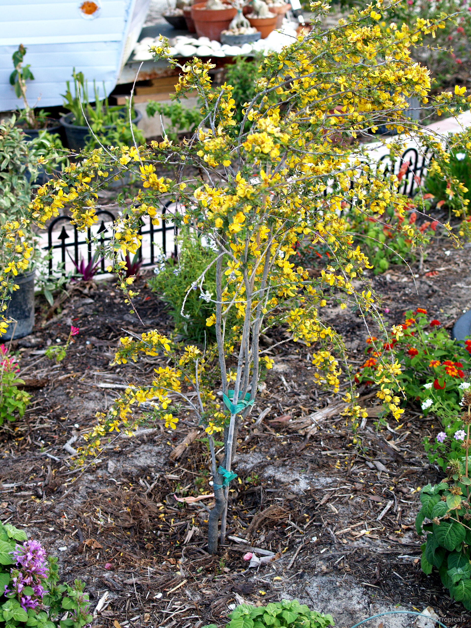 Senna polyphylla (Desert Cassia) tree covered in yellow flowers on thin branches above dark mulch. Senna polyphylla (Desert Cassia) tree with many yellow flowers covering thin, graceful woody branches.