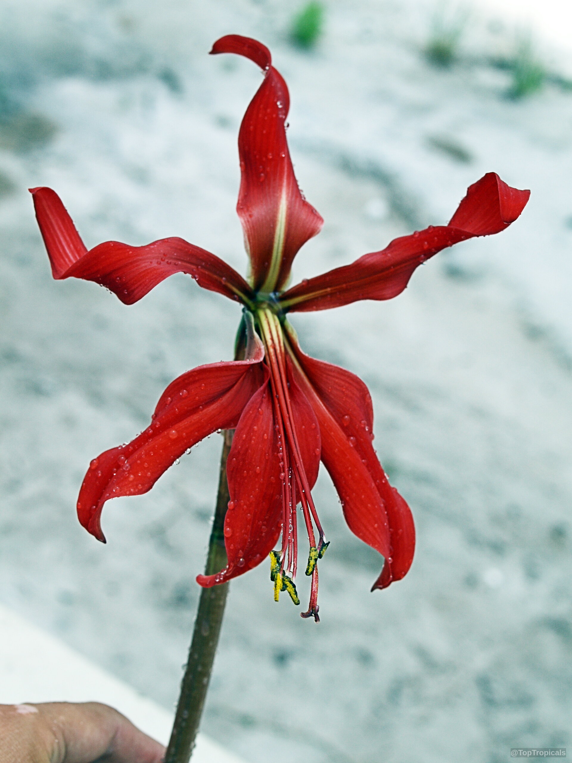 Sprekelia formosissima (Aztec Lily) red flower with thin petals and visible yellow pollen on stamens Sprekelia formosissima (Aztec Lily) red flower close up with curved petals and yellow stamens