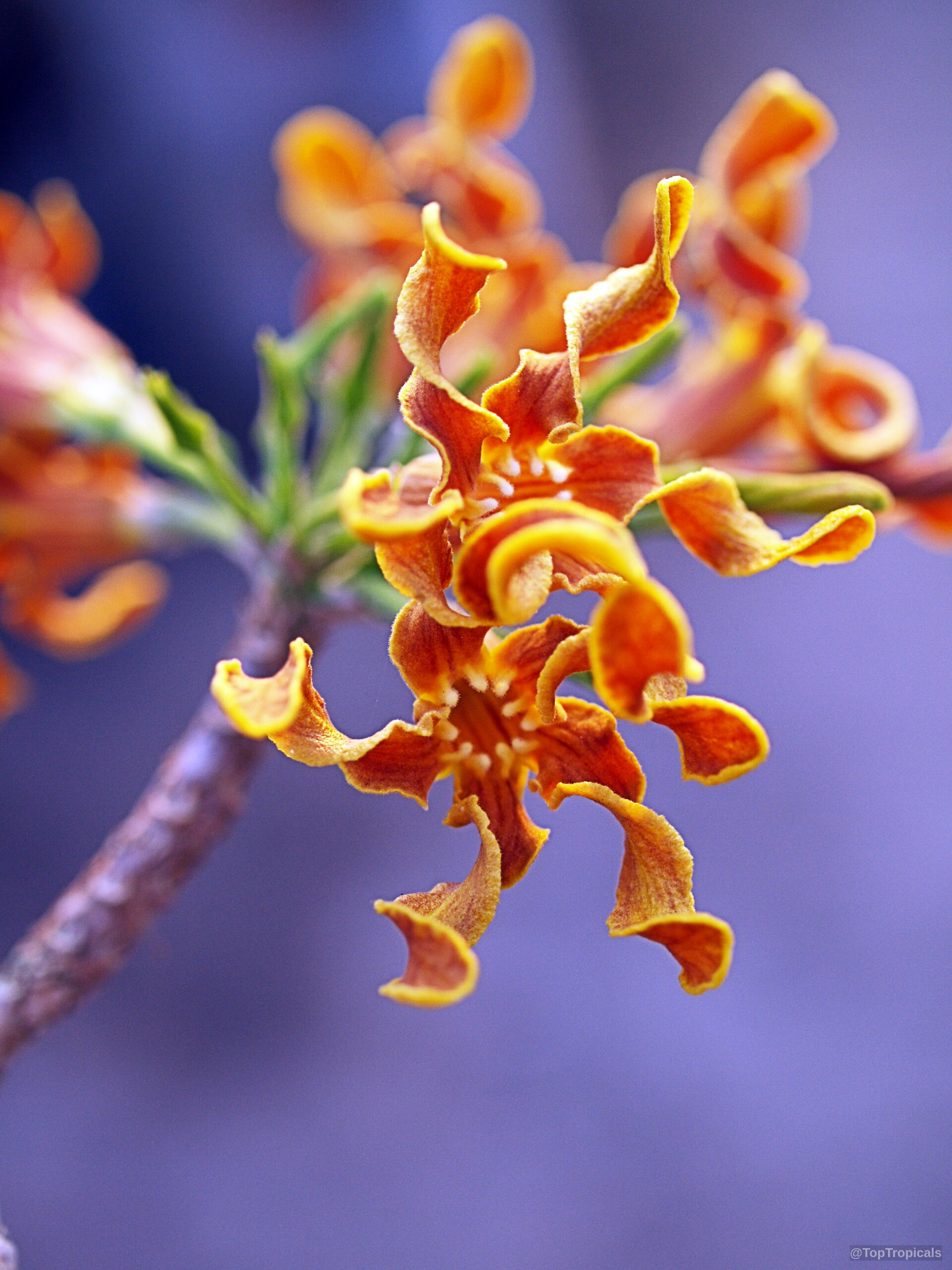 Strophanthus boivinii (Wood Shaving Flower) orange flower with unique twisting petal shape and texture. Strophanthus boivinii (Wood Shaving Flower) orange flower close up on thin twisting petals.