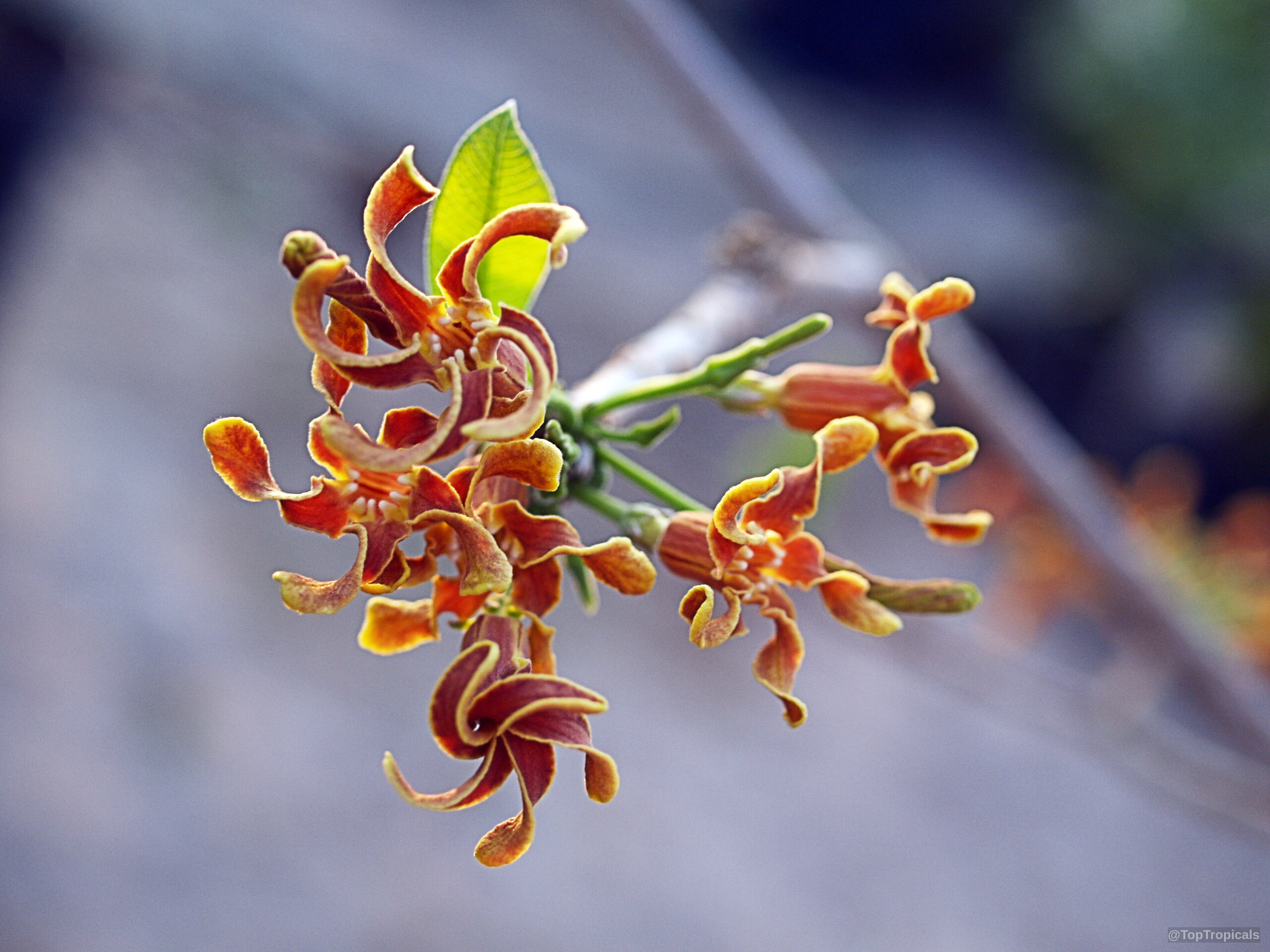 Strophanthus boivinii (Wood Shaving Flower) orange twisted petals cluster together on the thin branch. Strophanthus boivinii (Wood Shaving Flower) orange twisted flower in a close up