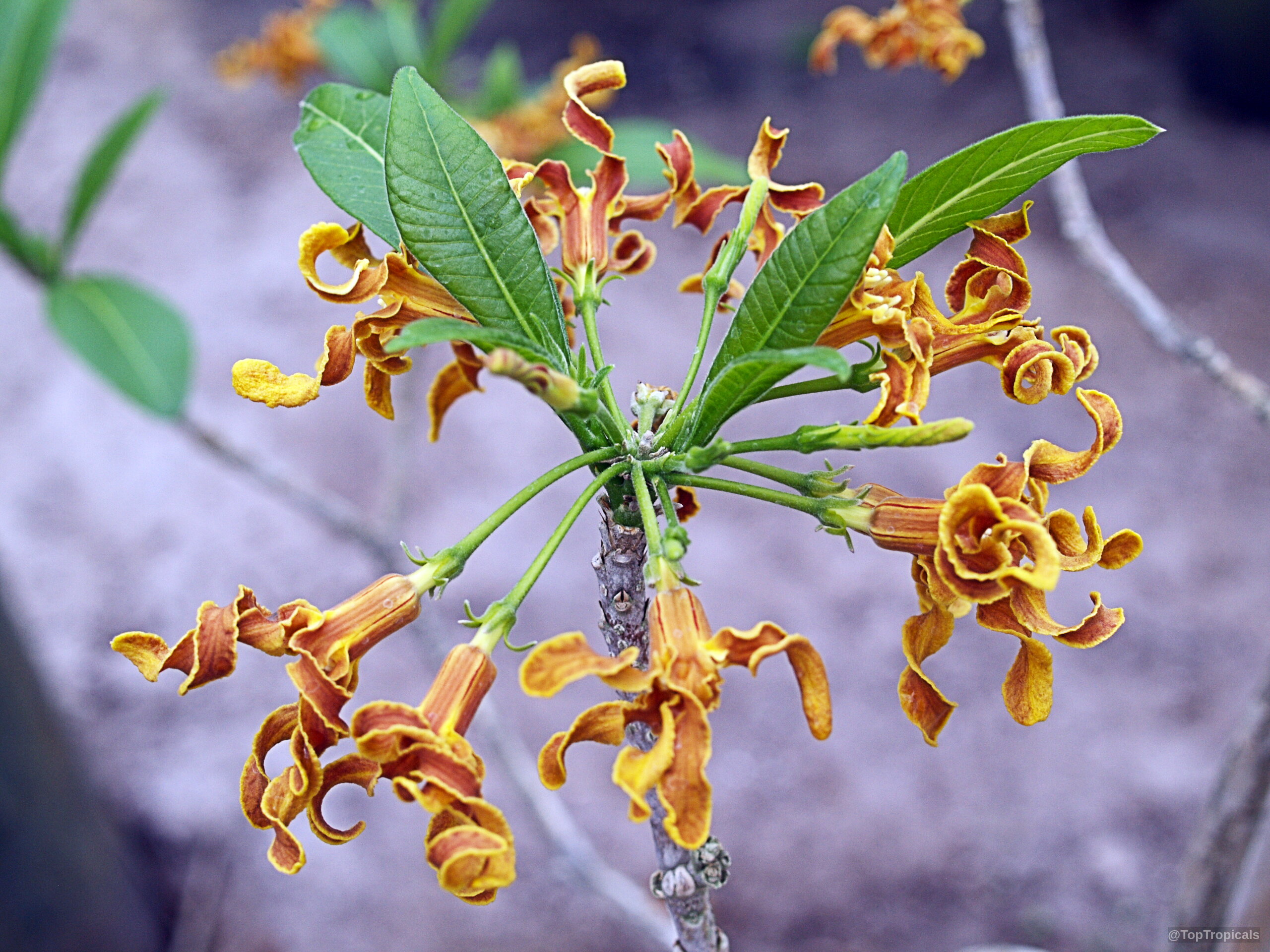 Strophanthus boivinii (Wood Shaving Flower) orange yellow petals spiraling around a central green stem structure Strophanthus boivinii (Wood Shaving Flower) orange yellow flower cluster on green leafy plant close up