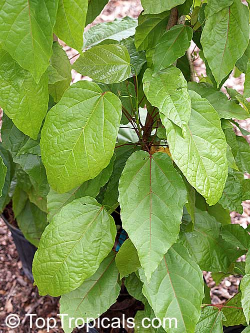 Berrya cordifolia, Espera cordifolia , Malibayo, Trincomalee wood