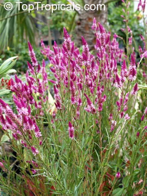 Celosia spicata , Amaranth Celosia