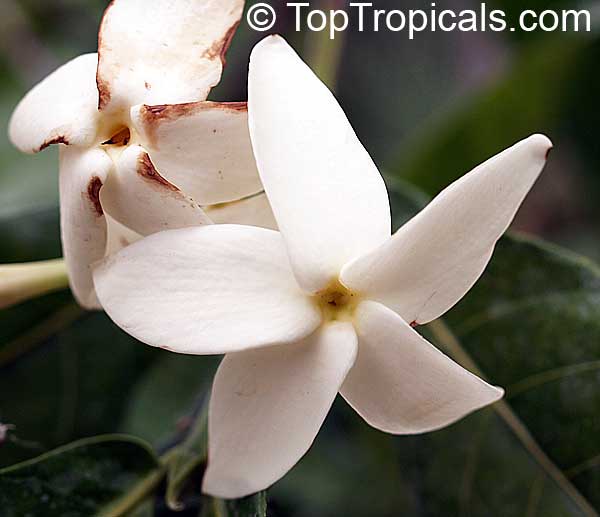 Randia sp., Gardenia Star of Africa