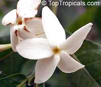 Randia sp., Gardenia Star of Africa

Click to see full-size image
