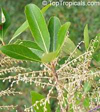 Elaeocarpus ganitrus, Elaeocarpus sphaericus, Rudraksh, Rudraksa, Rudraksha, Blue Olive Berry

Click to see full-size image