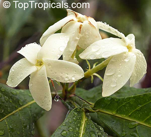 Randia sp., Gardenia Star of Africa
