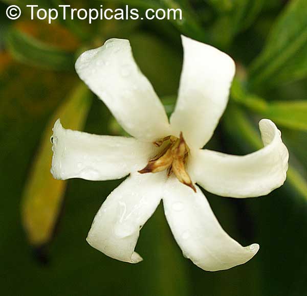 Gardenia brighamii, Native Hawaiian Gardenia Nau