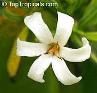 Gardenia brighamii, Native Hawaiian Gardenia Nau

Click to see full-size image