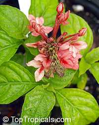 Ruspolia hypocrateriformis, Ruddy Rose, Pricklybush

Click to see full-size image