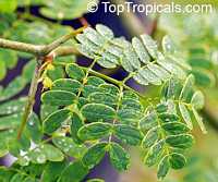 Chloroleucon tortum, Pithecellobium tortum, Brazilian Raintree

Click to see full-size image