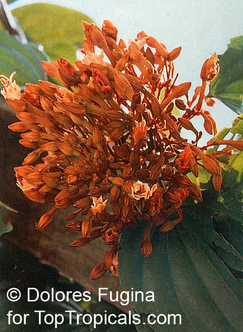 Bauhinia sirindhorniae, Bauhinia Vine