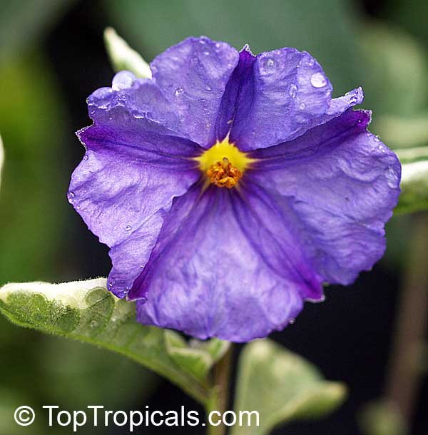 Solanum rantonnetii, Lycianthes rantonnetii , Blue Solanum Shrub, Paraguay Nightshade. Solanum rantonnetii Variegatum