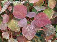 Euphorbia cotinifolia, Red spurge, Mexican shrubby Spurge, Caribbean Copper Plant